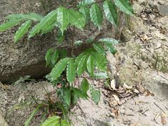 -海南热带雨林国家公园吊罗山景区