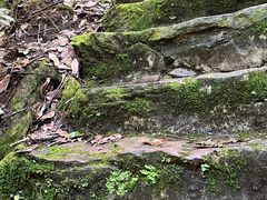 -云南屏边大围山国家公园