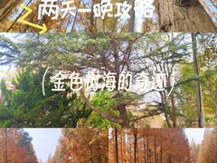 -日照海滨国家森林公园