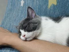 -lincat·猫舍(广州店)