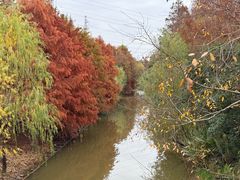 -上海长兴岛郊野公园
