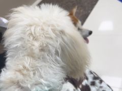 -申普宠物医院·心脏介入·心血管微创(总院)