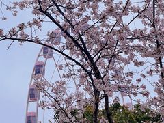 -顾村公园