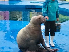 -华夏文旅海洋公园