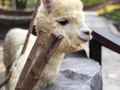 -青岛森林野生动物世界