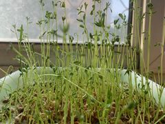 -味多美蛋糕(看丹桥店)