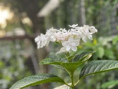 -谷咖啡·鲜花绿植花园餐厅
