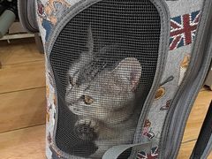 -瑞派·关忠动物医院猫科外科·异宠·24小时转诊中心(祥云店)