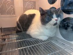 -老吴的猫·猫舍(新区店)
