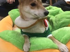 -逗柴咖啡屋·狗咖猫咖宠物桌游