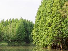 -桤木河湿地公园