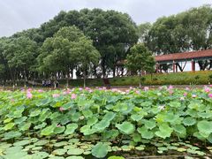 -洪湖生态旅游区