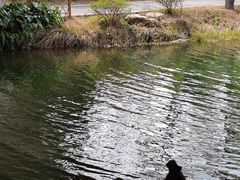 -洋湖国家湿地公园