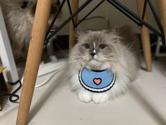 -佳雯宠物医院(四明中路分院)