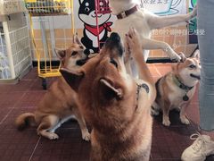 -柴犬高等学院·狗咖·柴犬售卖·宠物训练