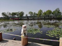 -绿堤公园