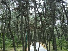 东区主路-林海公园