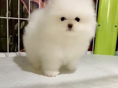 -爱侣宠医·鹦鹉专科·小型哺乳类·异宠专科(灵石路店)