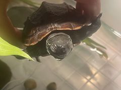 -爱侣宠医·鹦鹉专科·小型哺乳类·异宠专科(灵石路店)