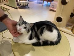 -藏猫猫咖啡主题馆(中央大道店)