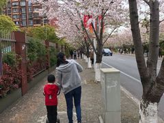 -高东镇樱花园