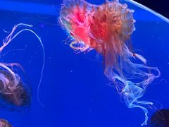 -海合安青岛极地海洋公园