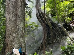 -西双版纳原始森林公园