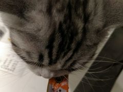-飞行喵MR PILOT|猫舍·猫咖(静安大融城店)