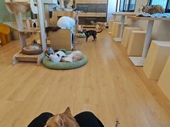 -有喵·猫咖·狗咖·30几只猫10只小狗(岗厦店)