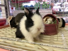 -钓仓鼠(洋桥北里小区店)