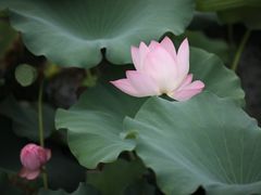 -莫愁湖公园