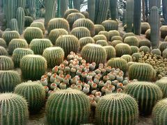 -南山植物园