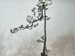 -广州兰圃