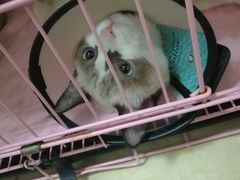 -瑞鹏宠物医院·骨科·猫科·内科(第一中心)