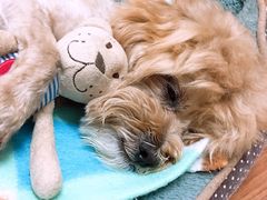 -1013 PET SHOP精品宠物商店(丁香店)