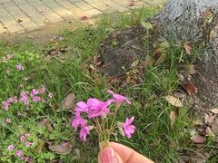 -木兰云雾山