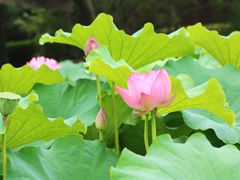 -陈家山荷花公园