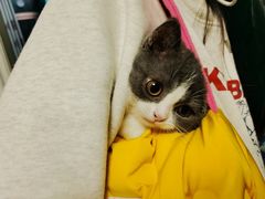 -屋虎猫馆(宝安大仟里店)