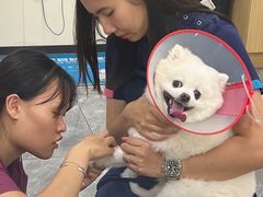 -美联众合爱康动物医院•复杂内科•肿瘤科•牙科•腔镜诊疗中心