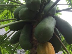 -从化深英荔枝黄皮龙眼采摘园
