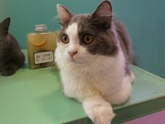 -十年猫舍·猫咪专门店(普陀店)
