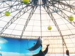 -尼莫海豚馆