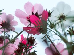 -天适樱花悠乐园