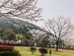 -龙寺生态园