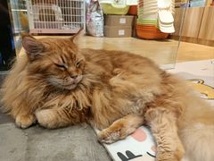 -藏猫猫咖啡主题馆(中央大道店)