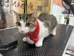 -车接车送·寄养洗护·德文猫舍(大宁店)