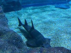 -暹罗海洋世界