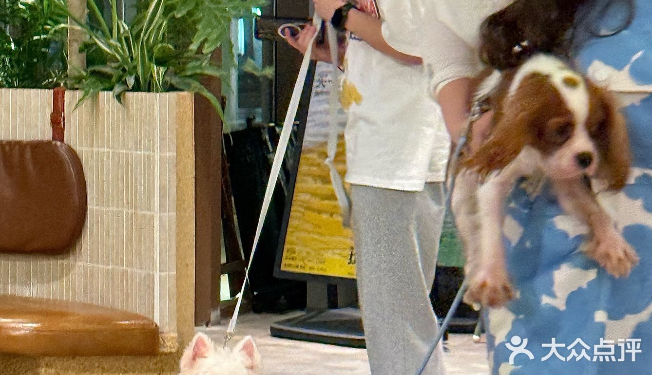 宁波夏日漂亮饭之约🍴(宠物友好)