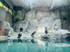 -合肥野生动物园