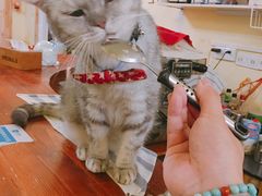 -猫色咖啡·猫咖